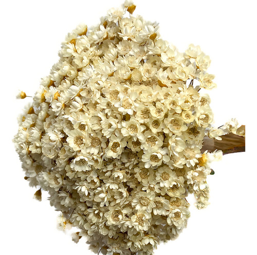 Arranjo Florzinha Seca Natural Desidratada Branca Decoração Artesanal