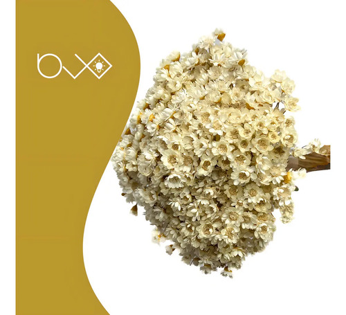 Arranjo Florzinha Seca Natural Desidratada Branca Decoração Artesanal